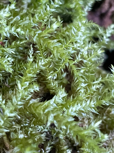 Rhynchostegium serrulatum observed 2026-07-25