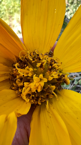 Balsamorhiza hookeri, 2026-06-26