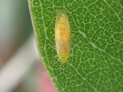 Eucalyptolyma maideni