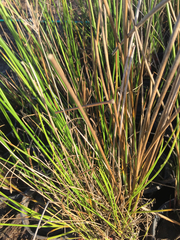 Juncus effusus effusus