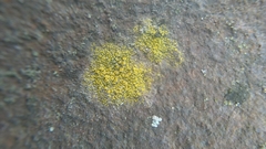 Lecanoromycetes
