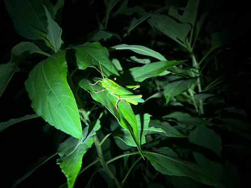 Large Green Grasshopper