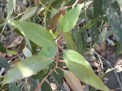 Eucalyptolyma maideni