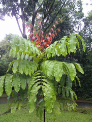Pometia pinnata