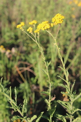 Nidorella auriculata