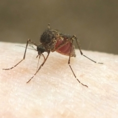 Aedes vigilax