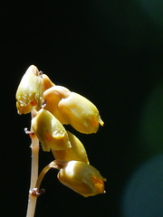 Gastrodia gracilis