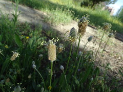 Plantago lagopus