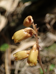 Gastrodia gracilis