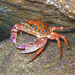 Rainbow Swimming Crab - Photo (c) DavidR.808, some rights reserved (CC BY-NC), uploaded by David R