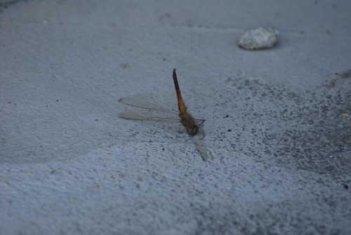 Wandering Glider