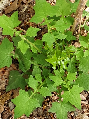 Miškinė zuiksalotė nuotrauka