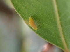 Eucalyptolyma maideni