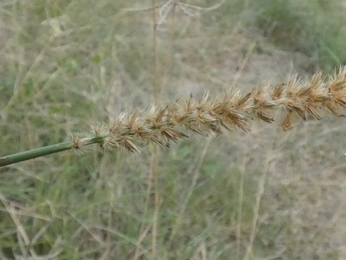Cenchrus myosuroides observed 2026-07-31