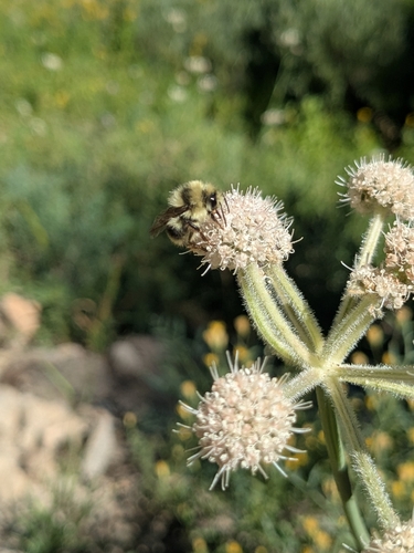iNaturalist observation photo of Bumble Bees