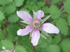 Rubus pungens oldhamii