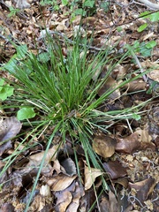 Carex digitata