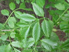 Picrasma quassioides