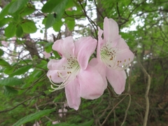 Rhododendron schlippenbachii