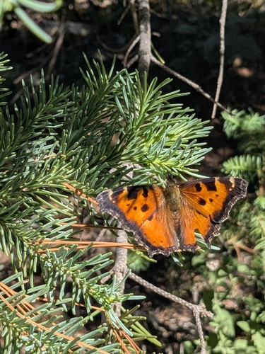 iNaturalist observation photo of California Tortoiseshell