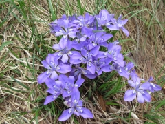 Iris rossii