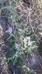 Solanum elaeagnifolium