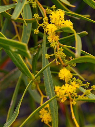Acacia rostellifera observed 2026-08-01