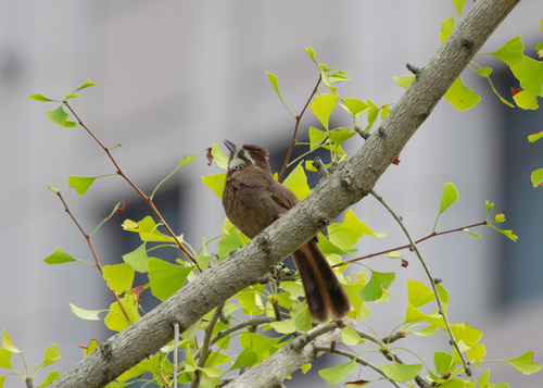 White-browed Laughingthrush
