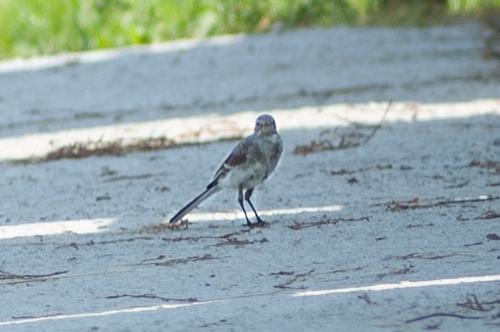 White Wagtail