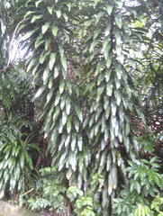 Dracaena fragrans
