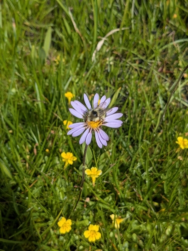 iNaturalist observation photo of Bumble Bees