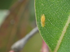 Eucalyptolyma maideni