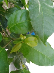 Trichostigma octandrum