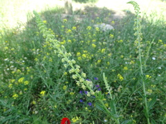 Reseda luteola