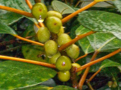 Ficus grossularioides