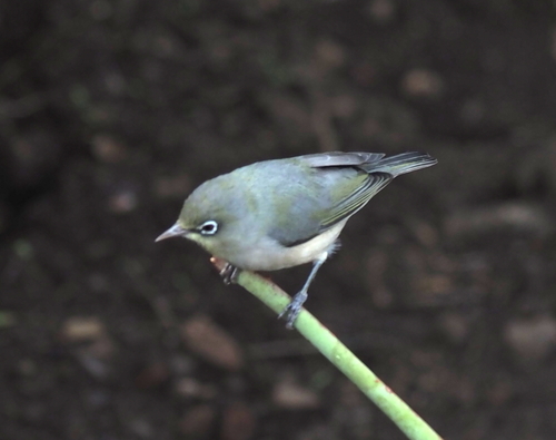 iNaturalist image