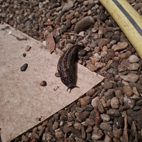Leopard Slug