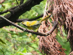 Liocichla steerii