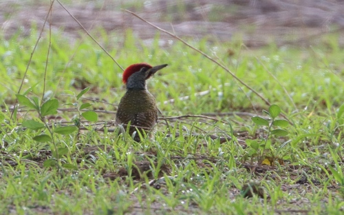iNaturalist image