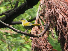 Liocichla steerii