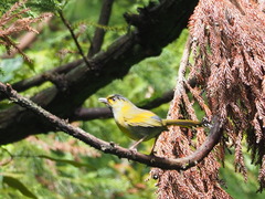 Liocichla steerii