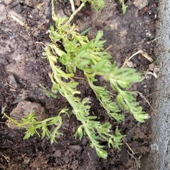 Calibrachoa parviflora
