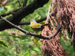 Liocichla steerii
