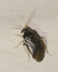 Phylinae