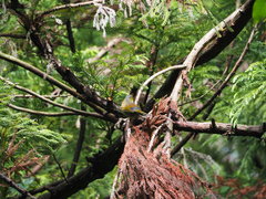 Liocichla steerii