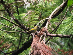 Liocichla steerii