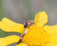 Polymerus