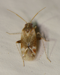 Hamatophylus guttulosus