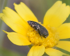 Acmaeodera neglecta