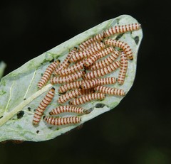 Amphicallia bellatrix